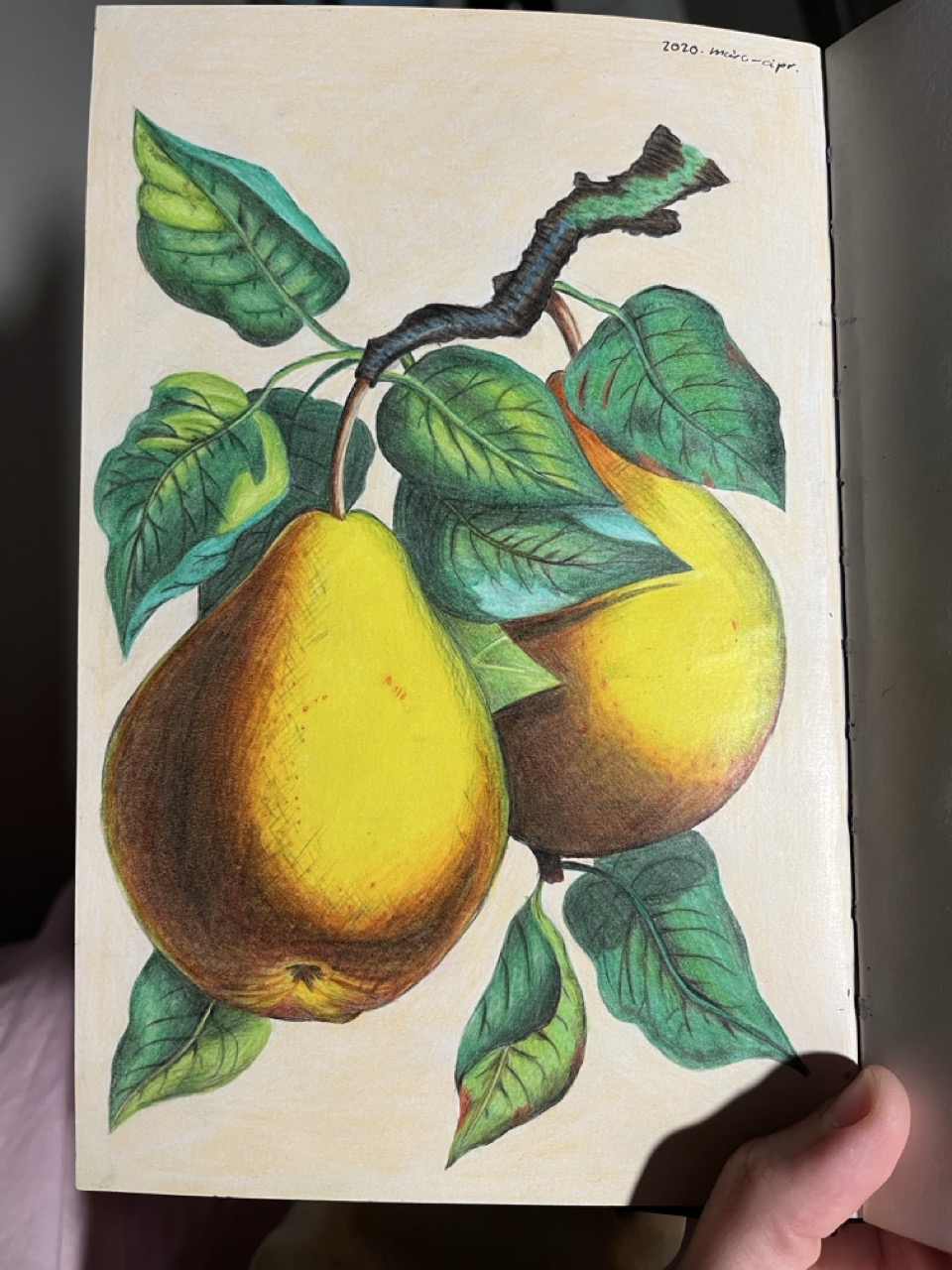 Pears