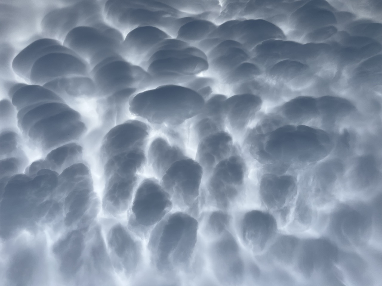 Mammatus fungus