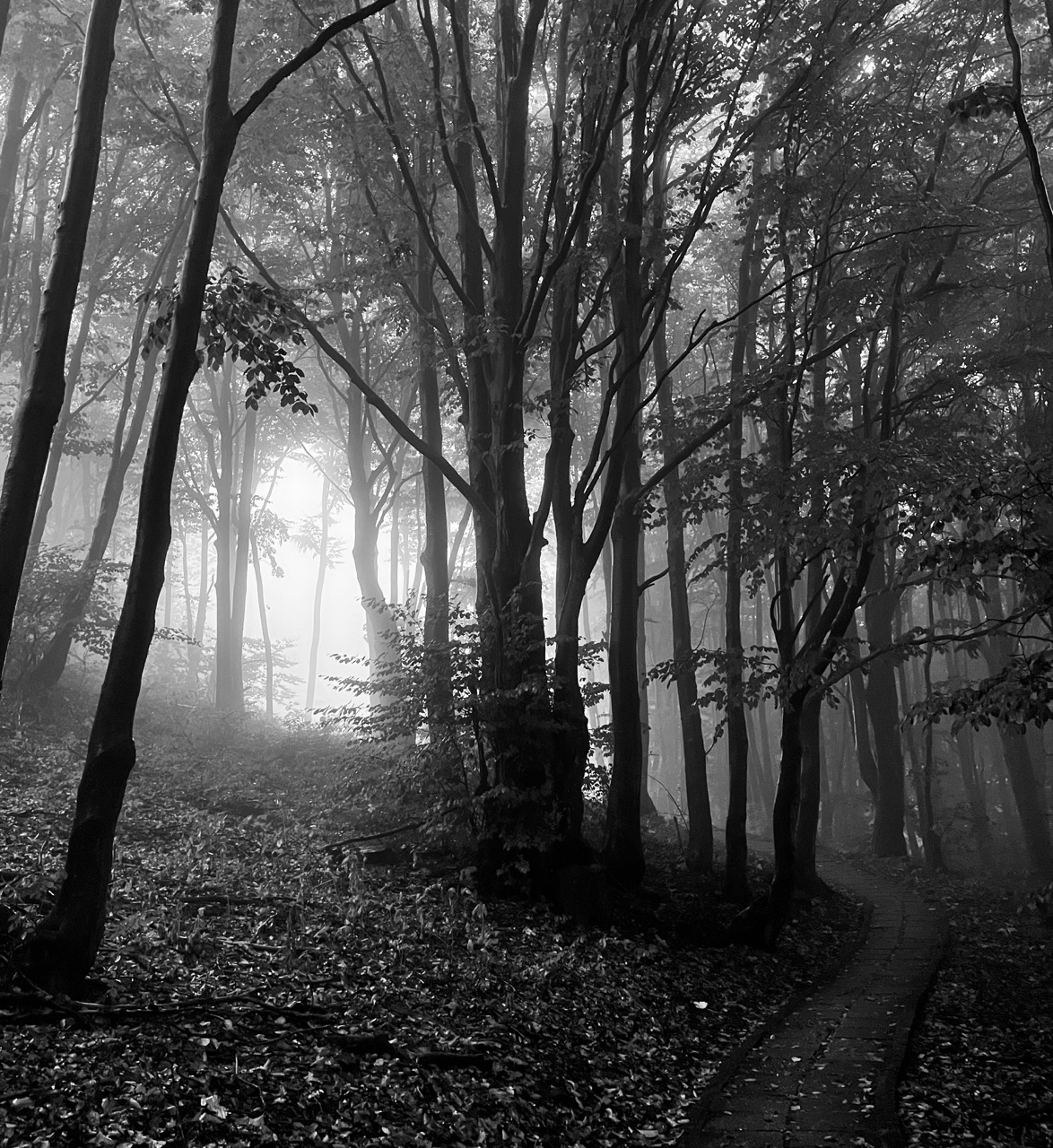 Enchanted forest